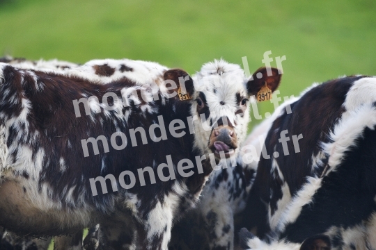 202504171908