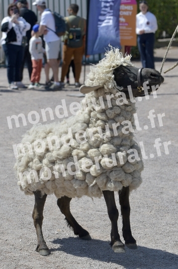 COURSES A CAEN - 10 MAI 2025