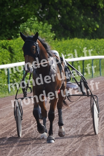 NELSON DU BAS BOSQ