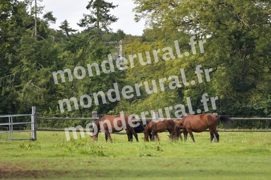 Poulinieres au champ