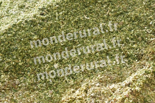 Ensilage de mais