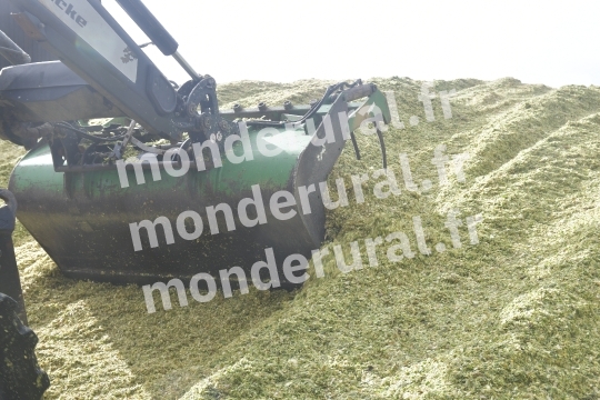 Ensilage de mais