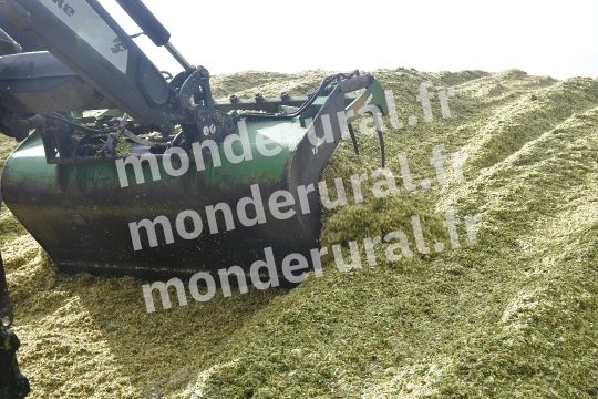 Ensilage de mais