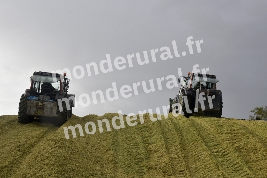 Ensilage de mais
