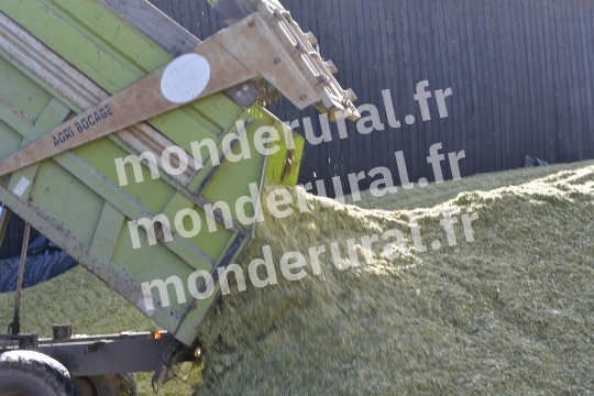 Ensilage de mais