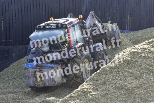 Ensilage de mais