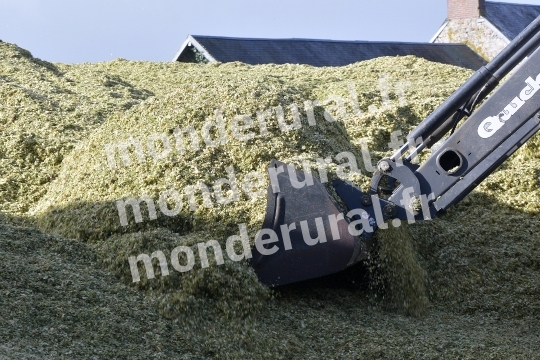 Ensilage de mais