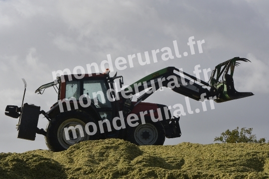 Ensilage de mais
