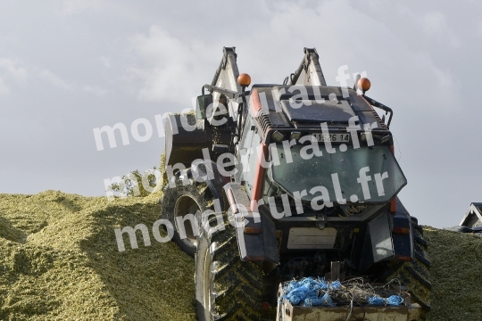 Ensilage de mais