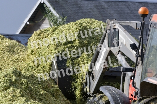 Ensilage de mais