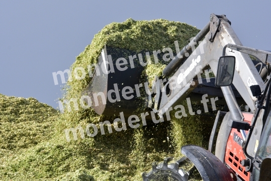 Ensilage de mais