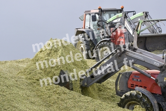 Ensilage de mais