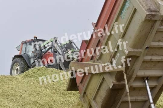Ensilage de mais