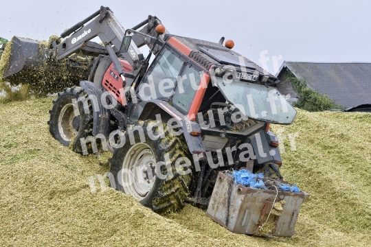 Ensilage de mais