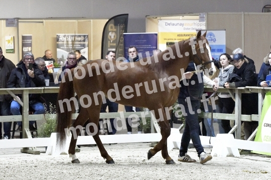 SALON DU TROT EN NORMANDIE