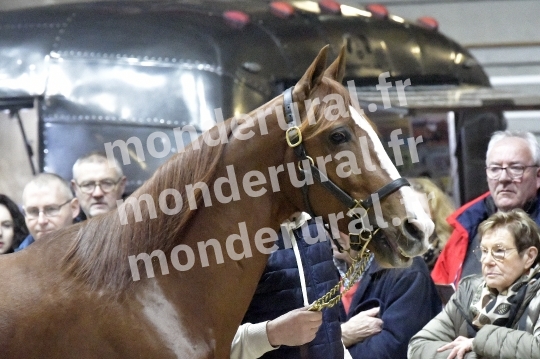 SALON DU TROT EN NORMANDIE