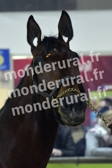 SALON DU TROT EN NORMANDIE