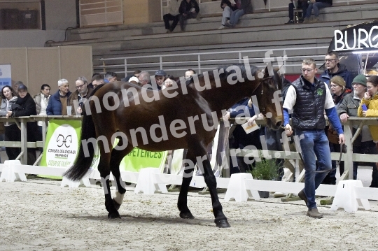 SALON DU TROT EN NORMANDIE