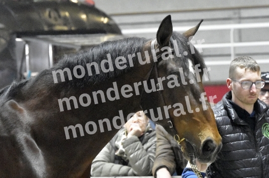 SALON DU TROT EN NORMANDIE