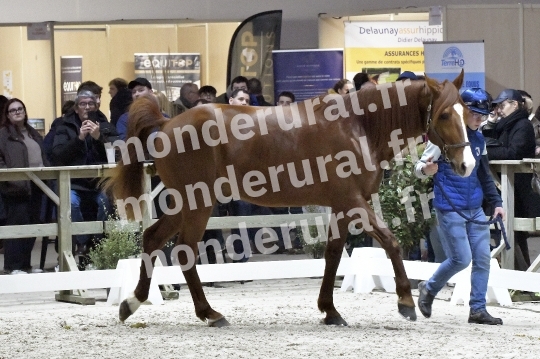 SALON DU TROT EN NORMANDIE