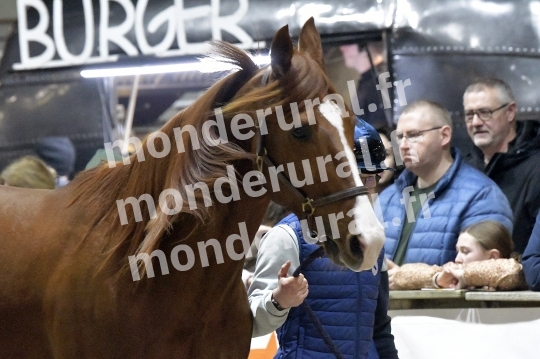SALON DU TROT EN NORMANDIE