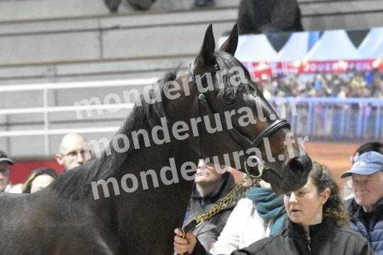 SALON DU TROT EN NORMANDIE