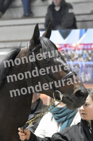 SALON DU TROT EN NORMANDIE