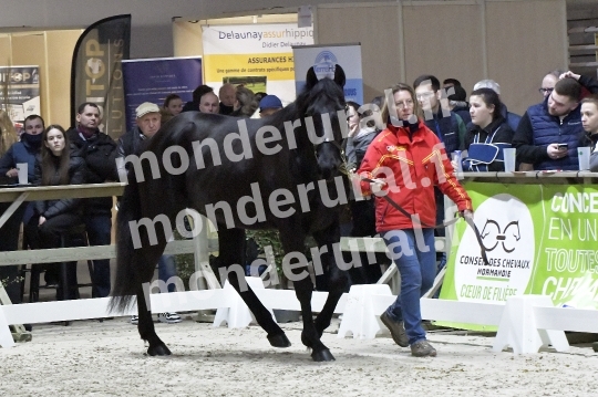 SALON DU TROT EN NORMANDIE
