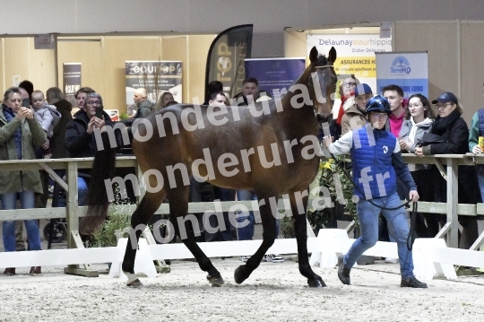SALON DU TROT EN NORMANDIE