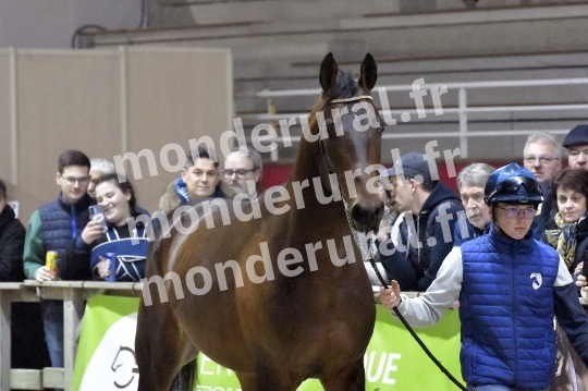 SALON DU TROT EN NORMANDIE