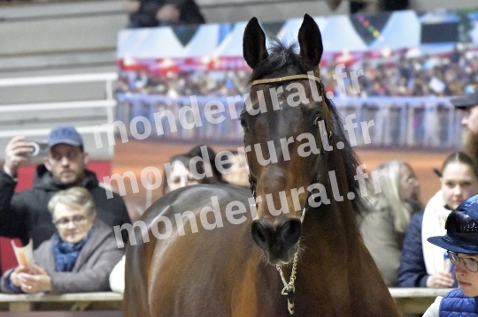SALON DU TROT EN NORMANDIE