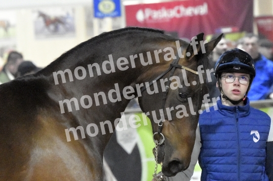 SALON DU TROT EN NORMANDIE