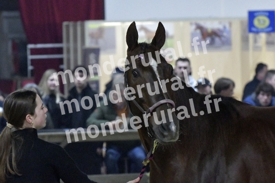 SALON DU TROT EN NORMANDIE