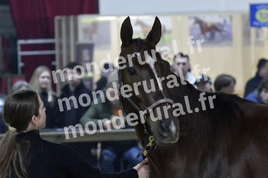 SALON DU TROT EN NORMANDIE