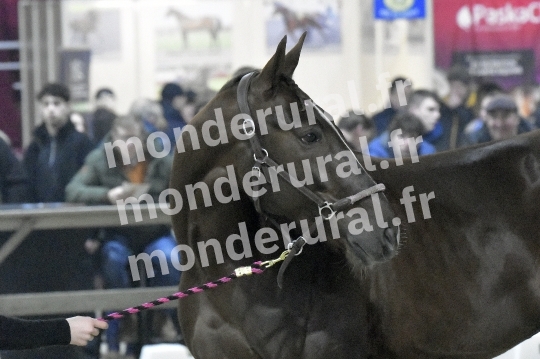 SALON DU TROT EN NORMANDIE