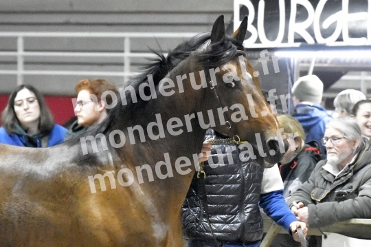 SALON DU TROT EN NORMANDIE