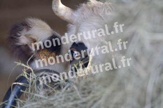,vache normande