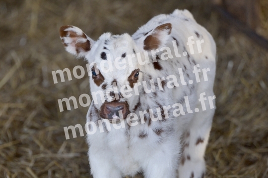 ,vache normande